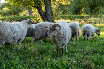 Obraz premium sheep in a field