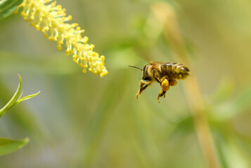A bee in flight on a yellow willow flower.
