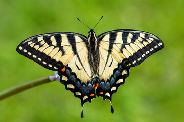 Fototapeta na wymiar Eastern Tiger Swallwtail - Papilio glaucus, beautiful colored butterfly from eastern North America.