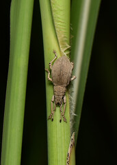 Green weevil or Hypomeces squamosus Fabricius it is a beetle and a pest.