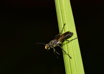 Hymenoptera it is classified as a bee-type insect because it has a stinger in the hornet's two pairs of thin-winged lobes.