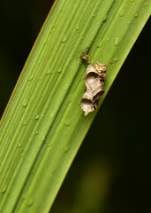 Hymenoptera it is classified as a bee-type insect because it has a stinger in the hornet's two pairs of thin-winged lobes.