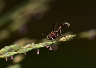 A predatory insect clings to a branch of grass.