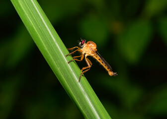 Robber fly it is a type of fly that is large and feeds on other insects.