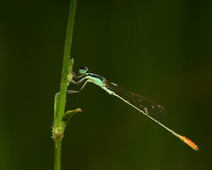 Damselfly or Agriocnemis pygmaea Rambur clinging to the green grass in the late afternoon.