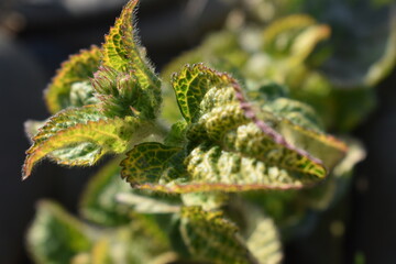 close up of a plant