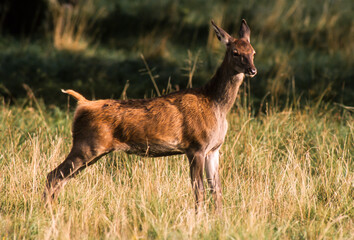 Cerf élaphe, biche, cervus elaphus