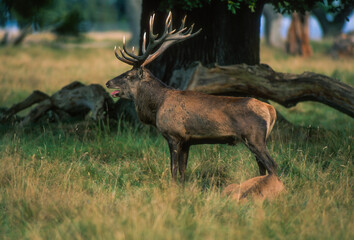 Cerf élaphe, brame, cervus elaphus