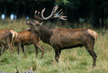 Cerf élaphe, brame, cervus elaphus
