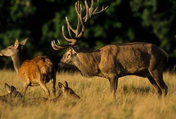 Cerf élaphe, brame, cervus elaphus