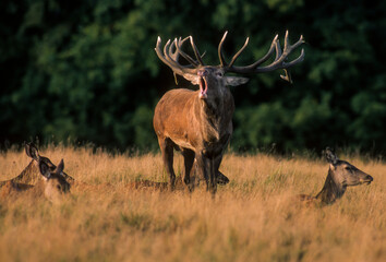 Cerf élaphe, brame, cervus elaphus