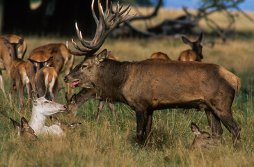 Cerf élaphe, brame, cervus elaphus