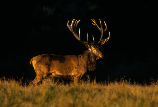 Cerf élaphe, Brame, Cervus Elaphus