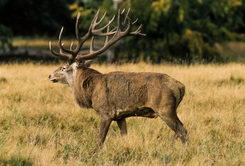 Cerf élaphe, brame, cervus elaphus