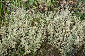 Obione, faux pourpier, Halimione portulacoides