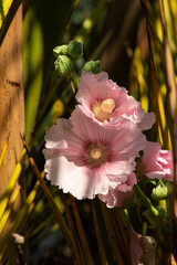 Rose trémière, Alcea rosea,