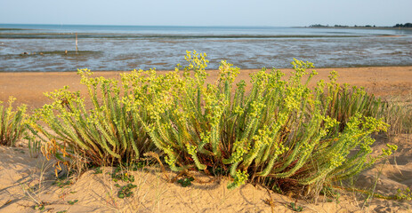 Réserve naturelle maritime, Moêze Oléron, Ile d'Oléron, Charentes Maritimes, 17