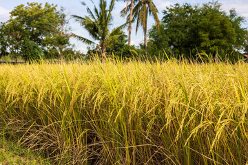 Low view, fertile, ripe yellow grains waiting to be harvested.