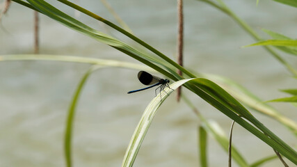 Calopteryx splendens - Caloptéryx splendide ou caloptéryx éclatant au corps bleu-vert métallique posé sur une feuille de roseau