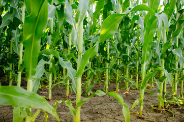 Ripening of green corn in a corn field against a blue sky on a sunny day. Ripening corn on a rural plantation, top view