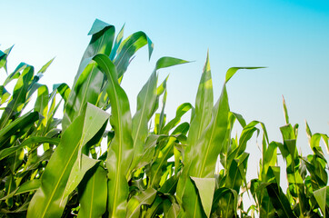 Ripening of green corn in a cornfield against a blue sky on a sunny day. Ripening corn on a rural plantation, bottom view