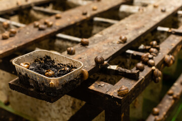 Close-up farm for snails growing.