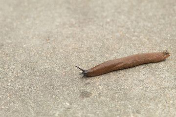 A slug, or a snail without a shell, crawls along the path