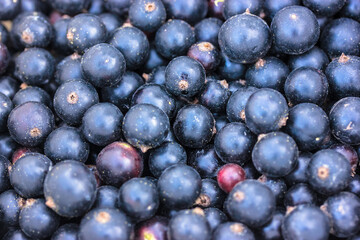 Raw blackcurrant background and texture. Lots of dark blue plucked freshly picked juicy sweet berries top view. Gardening, growing organic eco fruits at home garden. Farmer marker. Summer harvest.