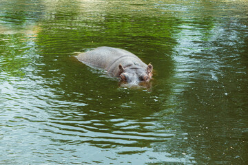 A wild and aggressive hippopotamus is swimming in the water