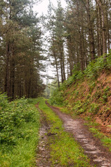 Fototapeta na wymiar forest track through pine forest on a foggy and rainy day.