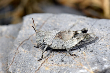 blue-winged grasshopper - nymph // Blauflügelige Ödlandschrecke - Nymphe (Oedipoda caerulescens)