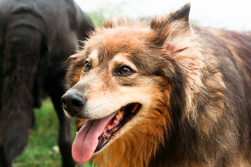 portrait of happy mixed breed dog with tongue hanging out.