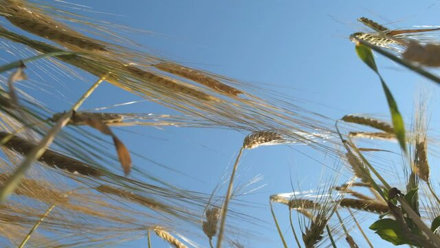 Rye ripens on the field in summer. The wind pumps ripe rye in the wind in the summer.
