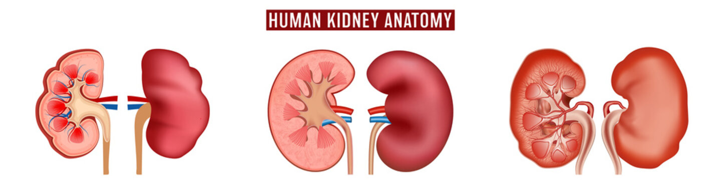 Inside and outside view of human kidney anatomy isolated on white background. vector illustration.