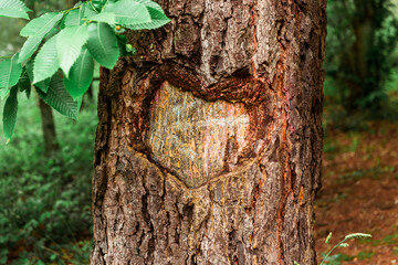 heart carved in tree. Valentine's Day.