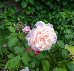Rose flower in summer garden agains green leavs background.