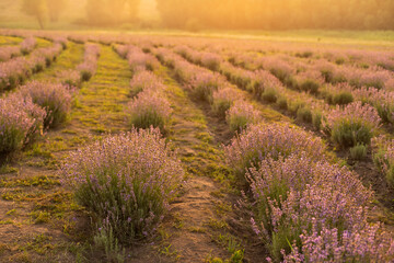 Fototapeta premium Beautiful image of lavender field Summer sunset landscape