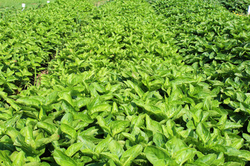 藍染の原料の藍の葉