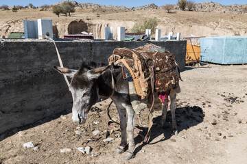 donkey - a means of transportation and transportation of goods