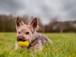 Small cute Yorkshire terrier with toy on a grass in a park