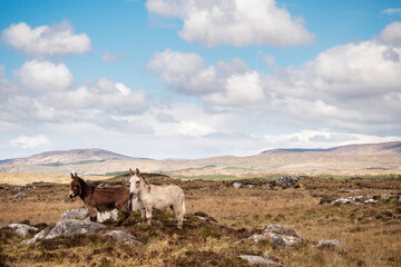 Brown and white donkey in beautiful scenery of Connemara