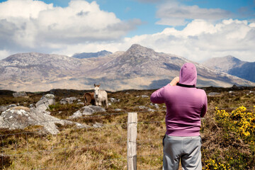 Naklejka premium Man taking picture of cute donkey in Connemara