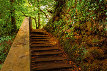 Wooden footpath in a park