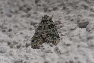 Die Motte macht Pause