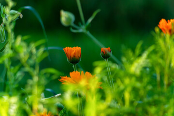 Lato w ogrodzie, Podlasie, Polska