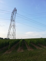 Champ de vignes et son pylône électrique  coupant le ciel