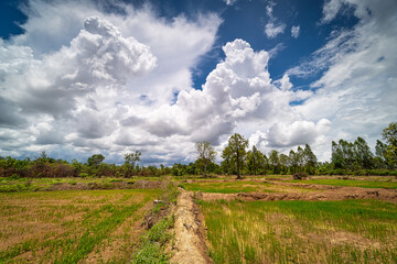 Reisfeld mit Quellwolken
