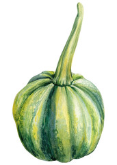 Pumpkin on isolated white background, watercolor illustration