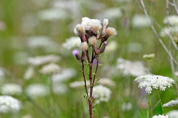 Acker-Kratzdistel, Ackerdistel // Creeping thistle, field thistle (Cirsium arvense)