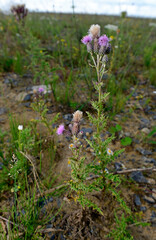 Obraz premium Creeping thistle, field thistle // Acker-Kratzdistel, Ackerdistel (Cirsium arvense)